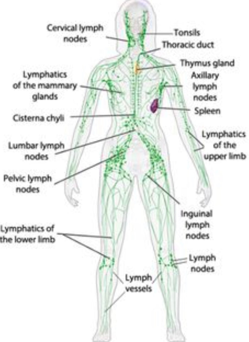 shoulder lymph nodes