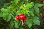 Rose Hip Infusion