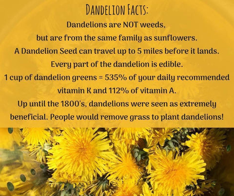 Roasted Dandelion Tea